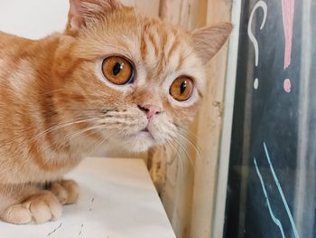 Close-up portrait of cat