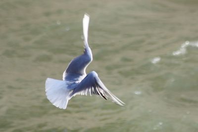 Close-up of swan flying over lake