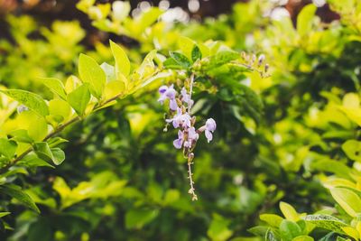 Close-up of purple flowering plant