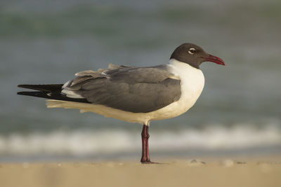 Close-up of seagull perching on a bird