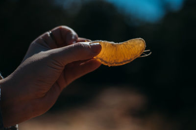 Cropped hand holding orange fruit outdoors