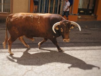 View of cow on street