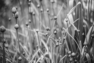 Close-up of flowering plants on field