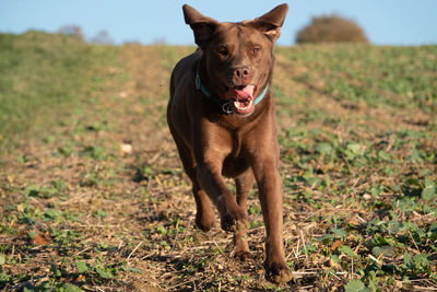 Portrait of dog running on field