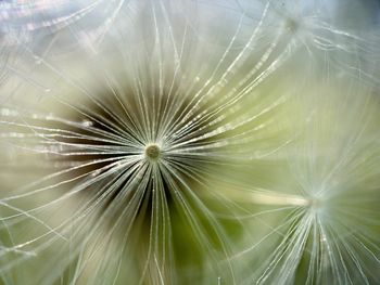 dandelion