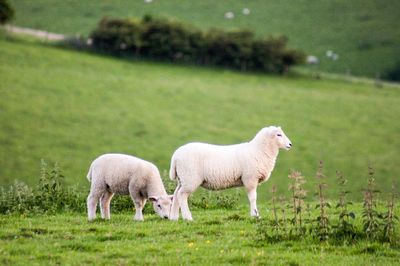 Sheep standing in a field