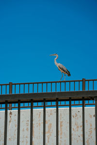 Gray heron