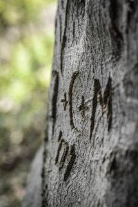 Close-up of tree trunk