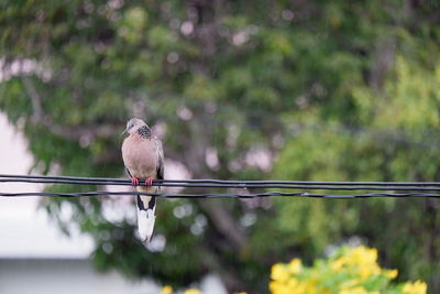 Pigeon perching on a bird