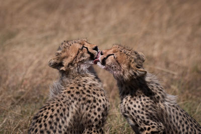 Cheetahs on field in forest