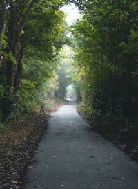 Narrow walkway along trees