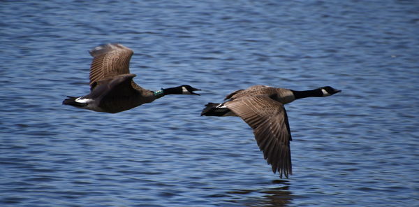 Ducks swimming in lake