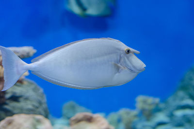 Tropical sea fish rhino in aquarium