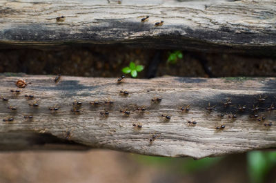 Close-up of insect on wood