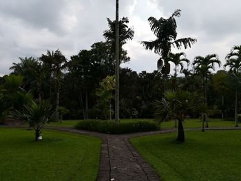 Trees in park against sky