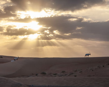 View of bird flying over land