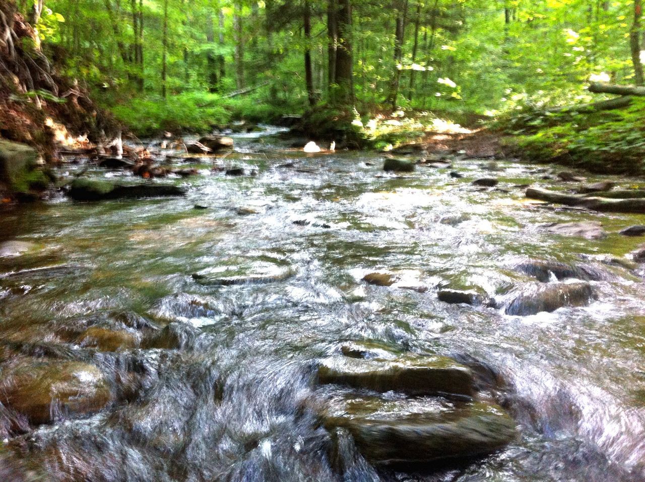 water, forest, flowing water, stream, flowing, tree, nature, beauty in nature, scenics, tranquility, river, rock - object, motion, tranquil scene, waterfall, waterfront, day, growth, no people, idyllic