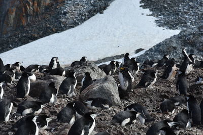 Close-up of birds on beach