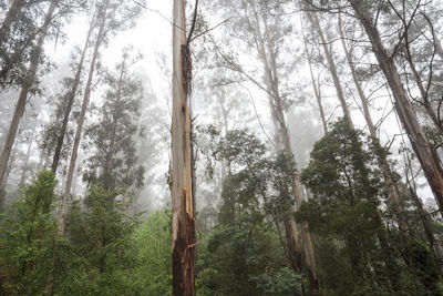 Low angle view of trees in forest