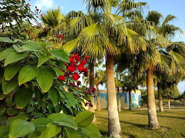 tree, growth, palm tree, leaf, green color, sky, tree trunk, nature, sunlight, plant, tranquility, coconut palm tree, growing, beauty in nature, day, outdoors, branch, no people, low angle view, green