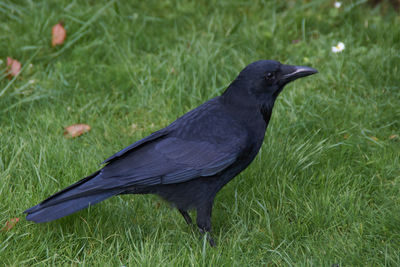 Black bird perching on grass
