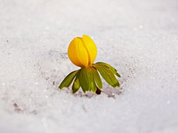 Close-up of flower blooming outdoors