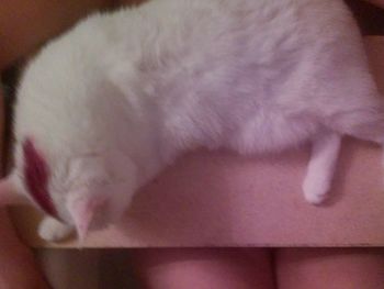 Close-up of white cat sleeping