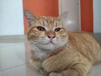 Close-up portrait of a cat at home