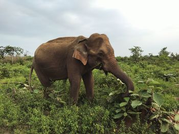 Elephant in a field