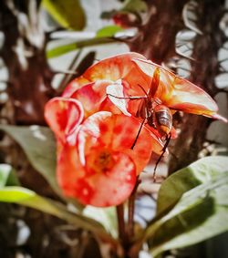 Close-up of red flower