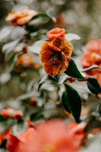 Close-up of wilted flower plant