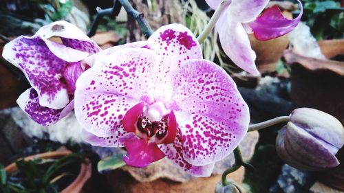 Close-up of purple flowers blooming outdoors