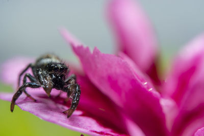 Close-up of bee pollinating on pink flower