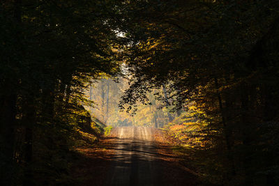 Road amidst trees in forest during autumn