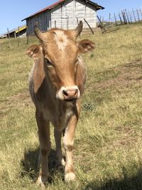 Cow standing in a field