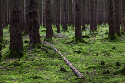 Pine trees in forest