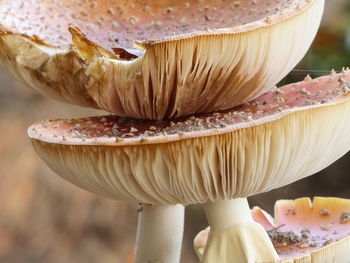 Close-up of mushrooms