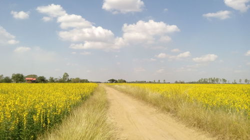 Scenic view of field against sky