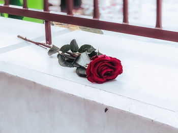 High angle view of rose roses on table