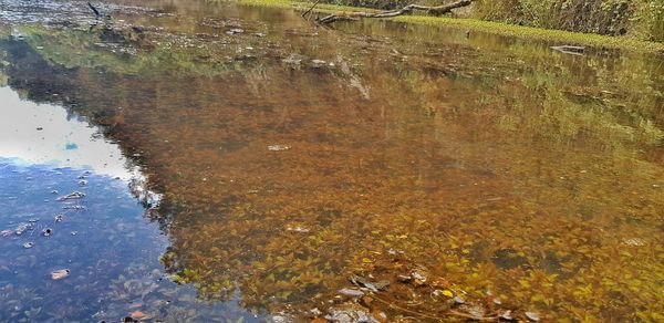 Reflection of tree in lake