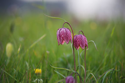 Close-up of pink flowering plant on field