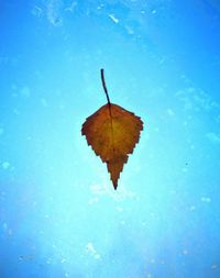 Close-up of dry maple leaf against blue sky