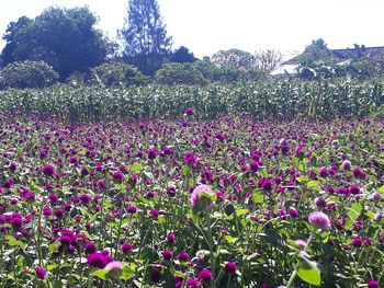 Purple flowering plants on field against sky