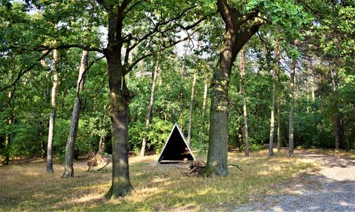 Gazebo amidst trees in forest