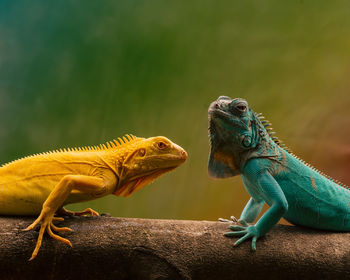 Close-up of lizard