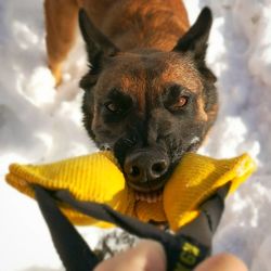 Close-up portrait of dog