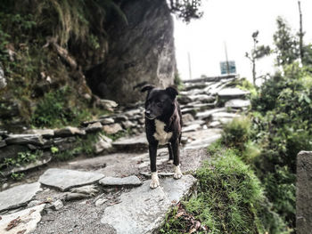 Dog standing on rock