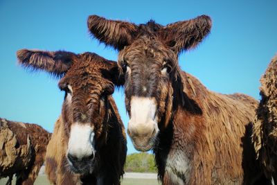 Panoramic view of a horse