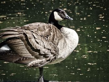 High angle view of bird in lake