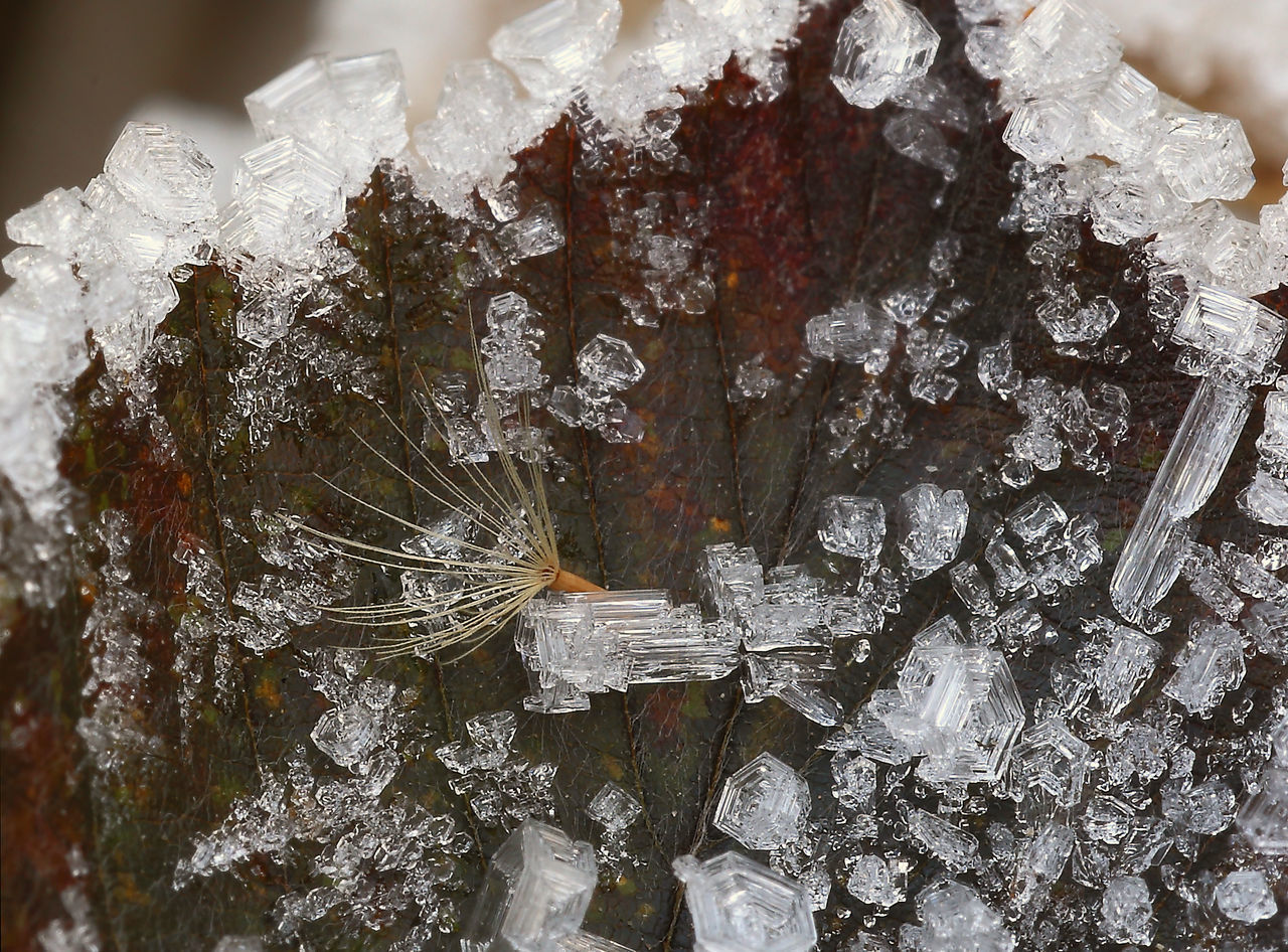 CLOSE-UP OF ICICLES ON SNOW COVERED TREE